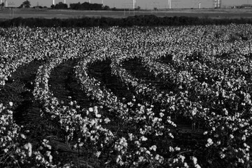 Cotton farming shows rows of crop in Texas farm field.