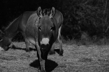 Miniature donkey on farm walking through field closeup in black and white.