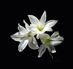 Fototapeta na wymiar White lily flowers on a black background