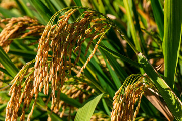 Golden ears of autumn rice
