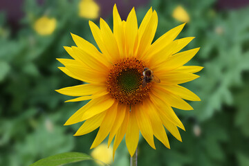 Sunflower and bee in a garden in closeup