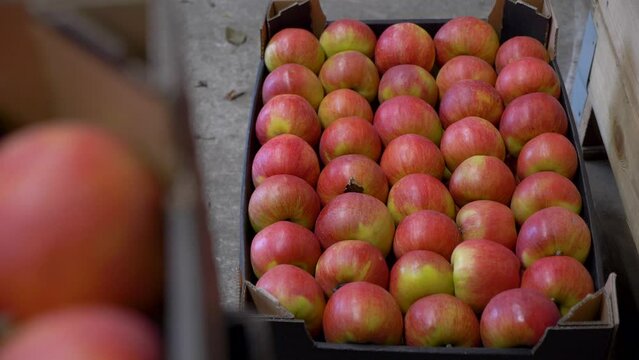 Apples packed in the Box. Apple production