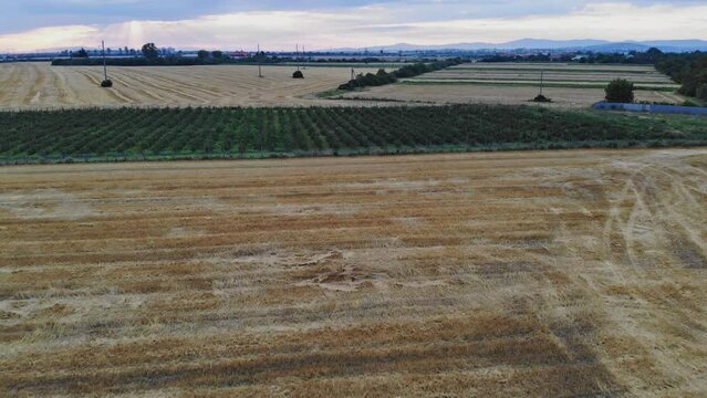 Feld on which organic wheat had already been cut by a farmer