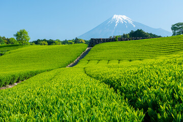 Tea farm with Fuji mountain in background