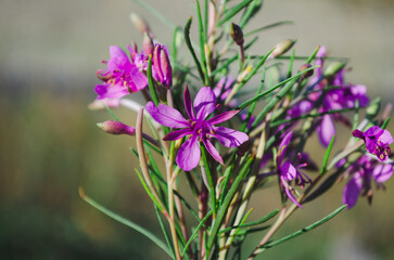 Fototapeta premium Fireweed or rosebay willowherb. Beautiful violet pink blossoming fireweed flowers during sunny summer day.