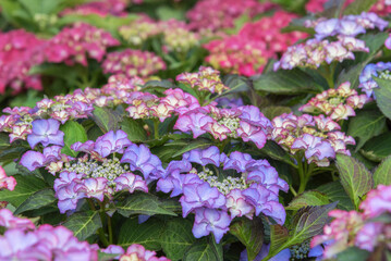 Hydrangea Macrophylla Tiffany Lila with flowers of reddish and bluish nuances enchants the gardens