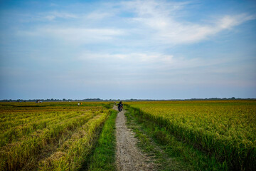Fototapeta na wymiar the atmosphere of rice fields with blue sky