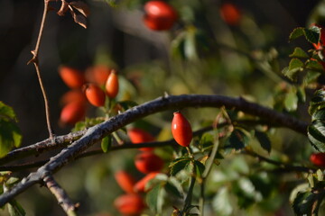 Chequilla , Guadalajara