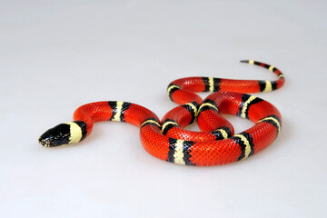 Sinaloan milk snake // Sinaloa-Dreiecksnatter, Sinaloa-Milchschlange (Lampropeltis polyzona 