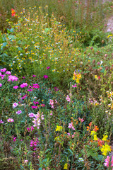 Autumnal botanical garden. Various multicolored flowers blooming in park flowerbed at sunny autumn day, fall season, in the end of summer. Blossoming, floral landscape. Different grasses, plats bloom.