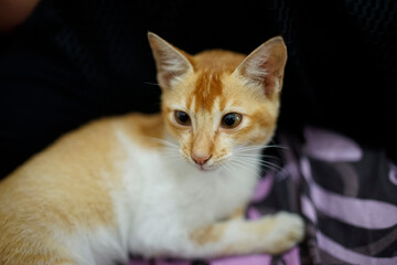 female cat posing in front of the camera on a black background