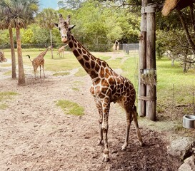 Giraffe