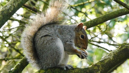 Naklejka na ściany i meble Squirrel in a tree branch 