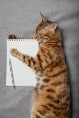 Top view of a cat with a white notepad sheet and a pen.