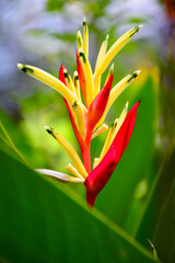 red and yellow flower
