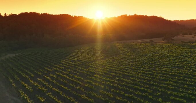 Rays of warm setting sun falling on the green rows of vine. Young vine growing on the agricultural field limited by trees. Yellow skies at backdrop.