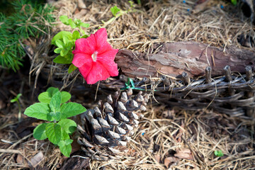 Red flower and a pine cone in weathered grass on the forest floor, garden design.
