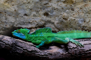 Naklejka na ściany i meble green lizard basilisk, Basiliscus plumifrons on a wooden driftwood, beautiful scaly reptile, the concept of keeping exotic animals in a home terrarium, the study of animals in the wild