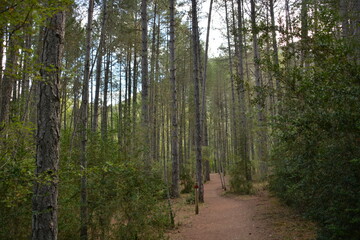 Obraz premium Ruta por el alto tajo , Taravilla