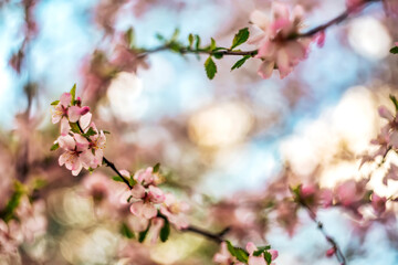 Blooming almond branch agains blue sky