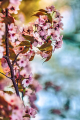 Blooming sakura branch agains blue sky