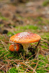Blurred image of red fly agaric on the forest floor against the backdrop of the forest.