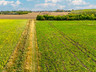 Fototapeta na wymiar Aerial view of a large maize crop seen in a rural location. The background shows part the edge of a forest and beyond a rural village.