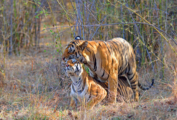 Male and female tiger making love in the jungle in Tadoba National Park, India