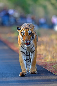 Tiger head on walking and looking at camera in Tadoba National Park, India
