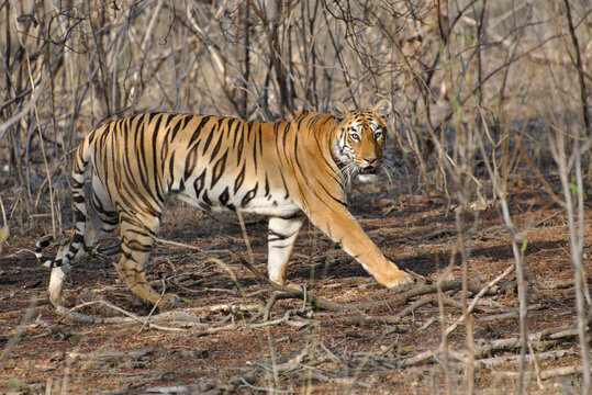 Tigress walking and looking ata camera in Tidoba National Park, India