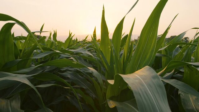 green corn or maize in agricultural plantation with wind blowing in the evening, cereal plant, agricultural industry, slow motion	