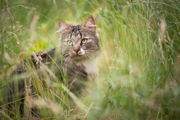 Naklejka na ściany i meble tabby white cat outdoors in high grass on the prowl observing