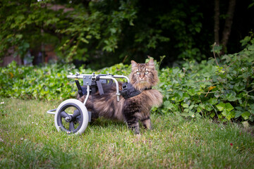 tabby cat disabled from accident with wheelchair or walking aid