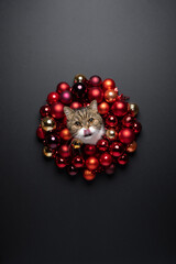 cute hungry cat sticking head through red christmas wreath. portrait with copy space