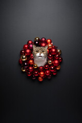 cute cat sticking head through red christmas with tongue out. portrait with copy space on black...