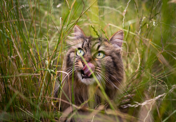 Naklejka na ściany i meble tabby norwegian forest cat outdoors in high grass on the hunt observing looking up