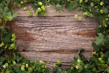 Wooden background. Frame of green hops on rustic old wooden boards. Copy space.
