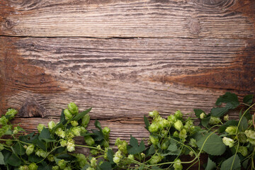 Wooden background. Frame of green hops on rustic old wooden boards. Copy space.