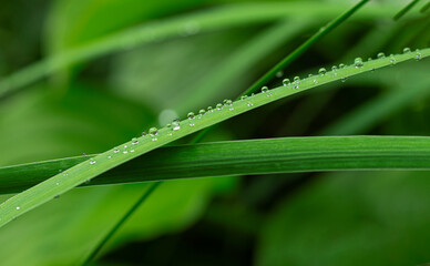 Water droplets on the green leaves after the rain with selective focus. natural background with brilliant rainbow dew drops on bright juicy green leaves. Green texture background with drops - Powered by Adobe