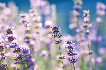 Blooming plant Lavender