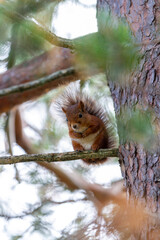 Rotes nordisches Eichhörnchen