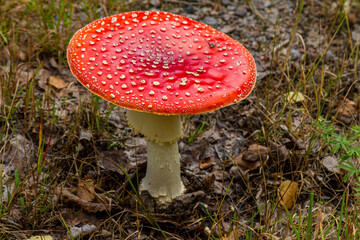 Ungenießbarer Fliegenpilz