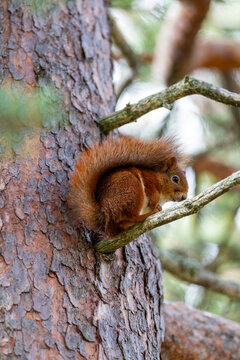 Rotes nordisches Eichh&ouml;rnchen