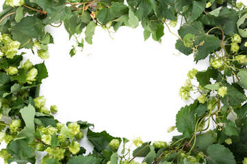 Frame of green hops on white backround. Copy space. isolated.