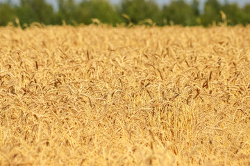A golden wheat field in a sunny day as a background