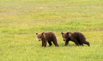 Bear Cubs Walking In Lake Clark National Park