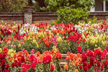 A large and colorful garden of trailing candy showers snapdragons in bloom in the spring