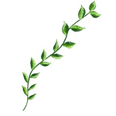 green bamboo leaves isolated on white