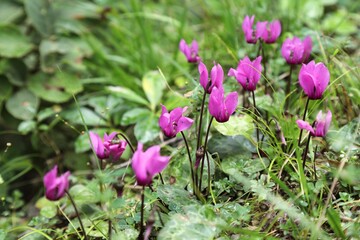 Fototapeta premium Cyclamen wild flowers. Nature of Austria.