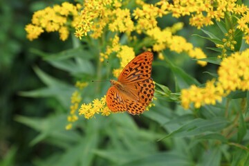 Silver-washed fritillary butterfly. Nature of Austria.